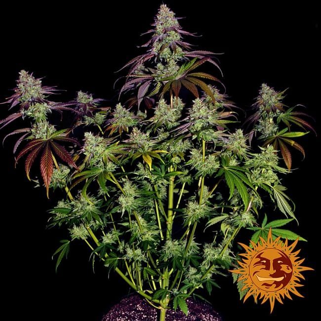 Mimosa EVO Feminised Seeds