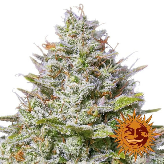 Blue Gelato 41 Feminised Seeds