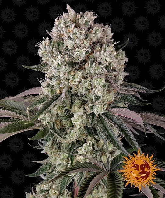 Glookies Feminised Seeds