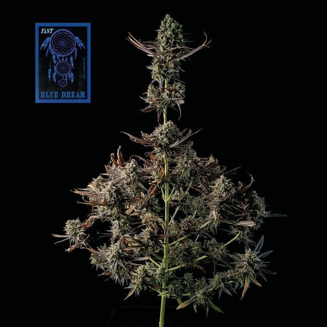 Blue Dream FAST Feminised Seeds