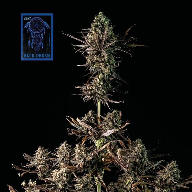 Blue Dream FAST Feminised Seeds