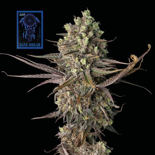 Blue Dream FAST Feminised Seeds