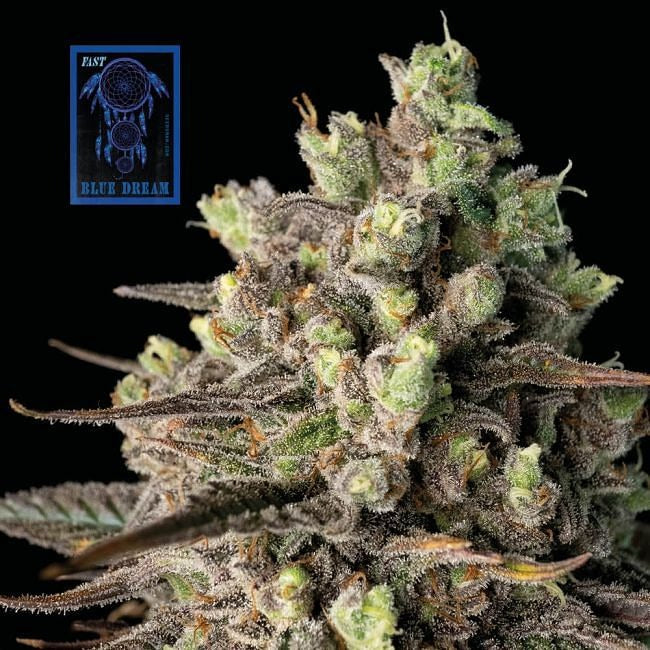 Blue Dream FAST Feminised Seeds