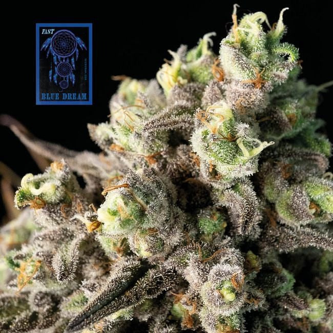 Blue Dream FAST Feminised Seeds