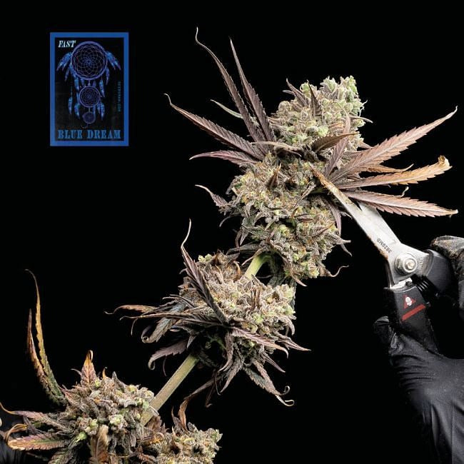 Blue Dream FAST Feminised Seeds