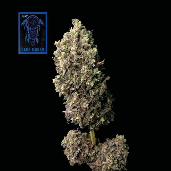 Blue Dream FAST Feminised Seeds