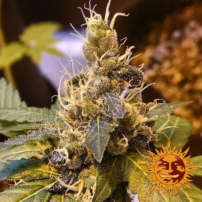 Pineapple Express Auto Feminised Seeds