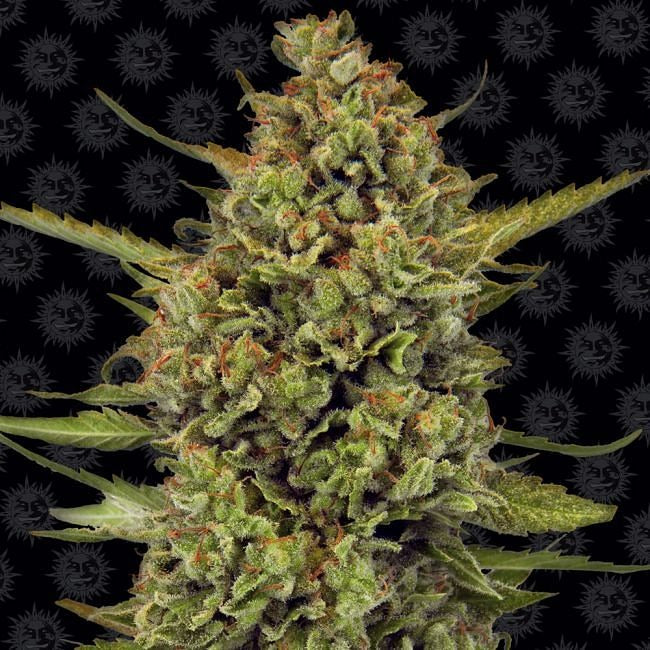 Acapulco Gold Feminised Seeds