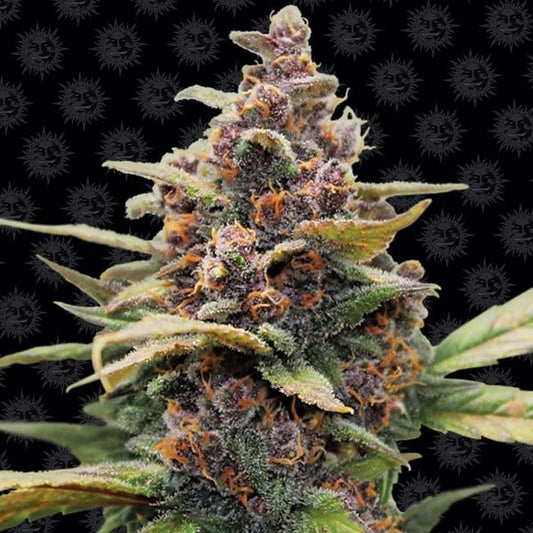 Ayahuasca Purple Feminised Seeds