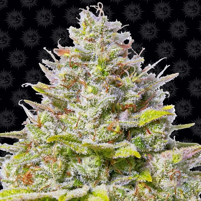 Blue Gelato 41 Feminised Seeds