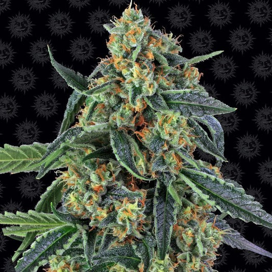 Cookies Kush Feminised Seeds