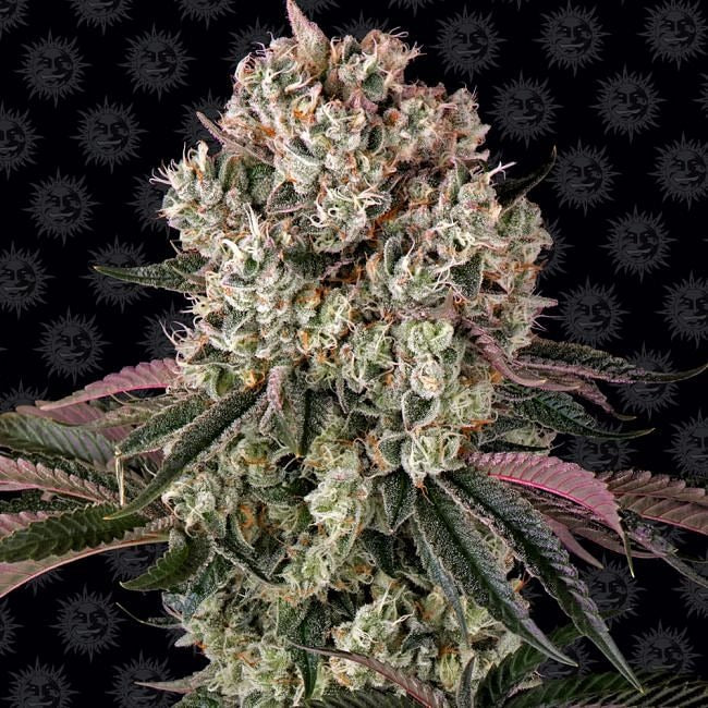 Glookies Feminised Seeds