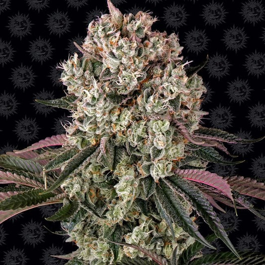 Glookies Feminised Seeds