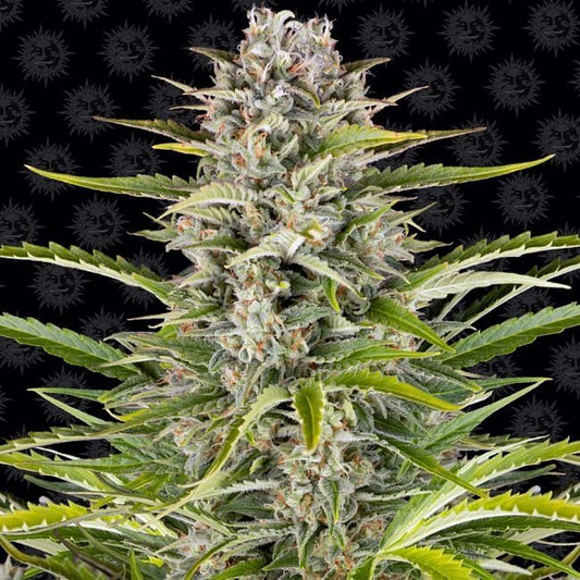 Gorilla Zkittlez Auto Feminised Seeds