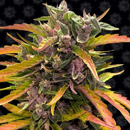 Gorilla Glue Auto Feminised Seeds