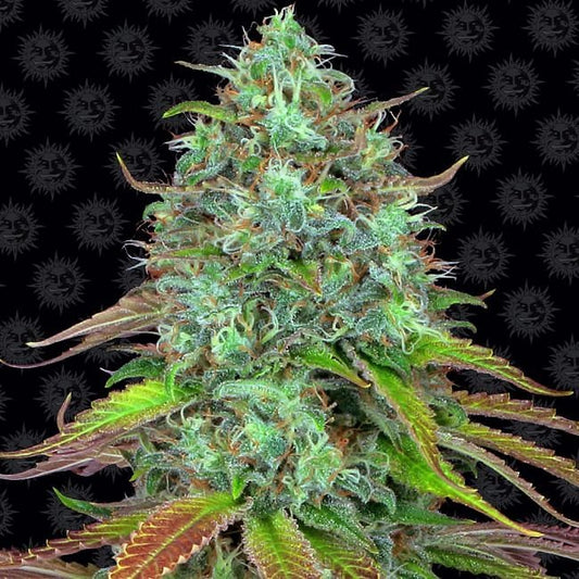 LSD Auto Feminised Seeds