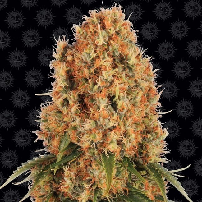 Orange Sherbert Feminised Seeds