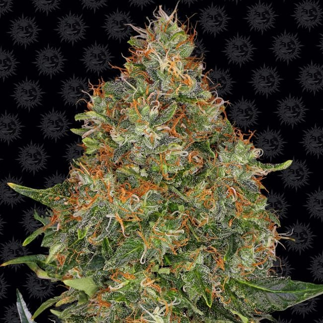 Pineapple Express Auto Feminised Seeds