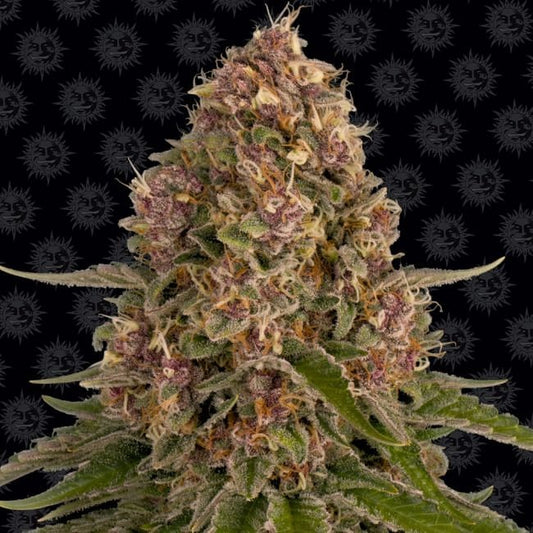 Pink Kush Feminised Seeds