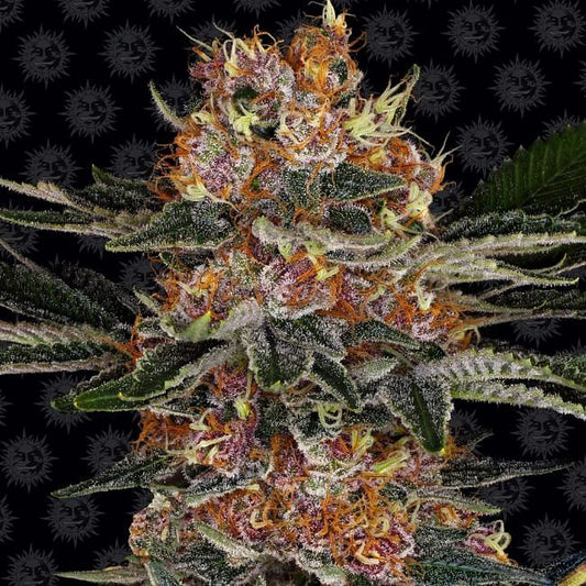 Purple Punch Auto Feminised Seeds