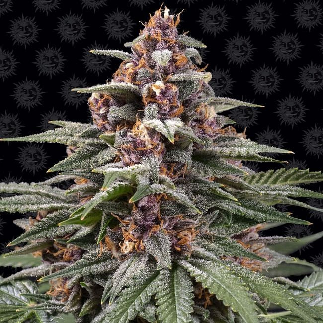 Runtz Auto Feminised Seeds