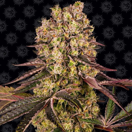 Runtz Muffin Feminised Seeds