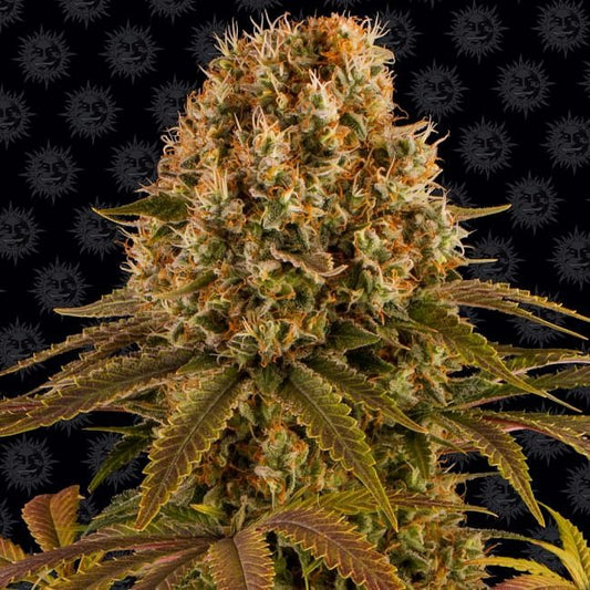 Strawberry Lemonade Feminised Seeds