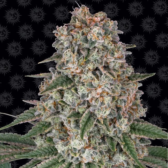 Tropicanna Banana Feminised Seeds