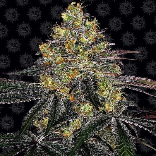 Watermelon Zkittlez Feminised Seeds