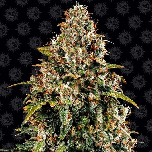 Watermelon Zkittlez Auto Feminised Seeds