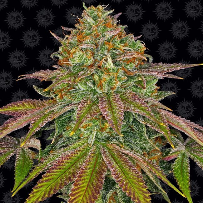 Wedding Cake Feminised Seeds