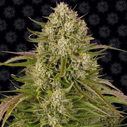 Wedding Cake Auto Feminised Seeds