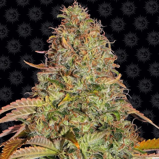 Zkittlez OG Auto Feminised Seeds