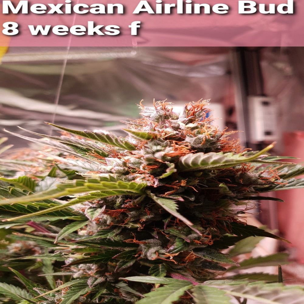 Mexican Airlines Auto