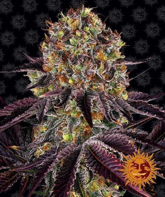 Runtz X Layer Cake Feminised Seeds