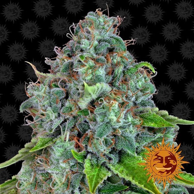 Strawberry Lemonade Feminised Seeds