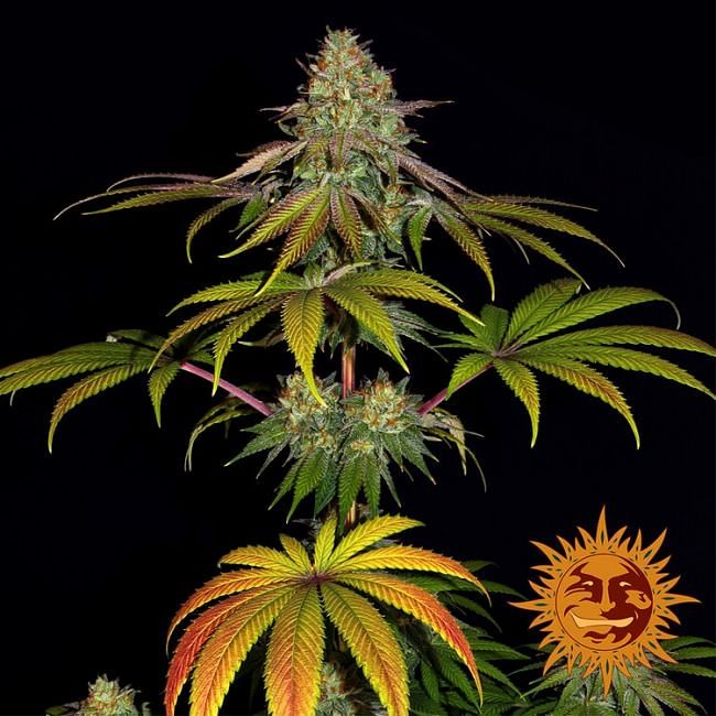 Wedding Cake Feminised Seeds