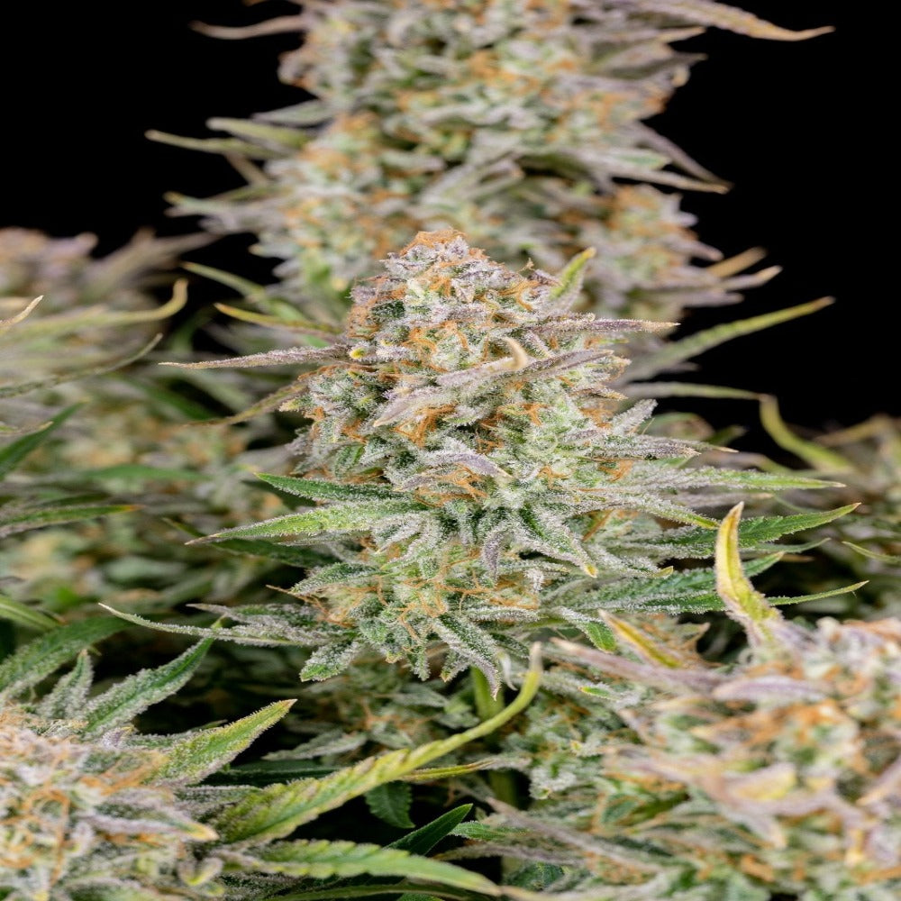 Bruce Banner Auto