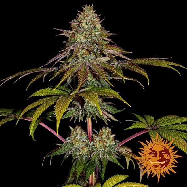 Wedding Cake Feminised Seeds