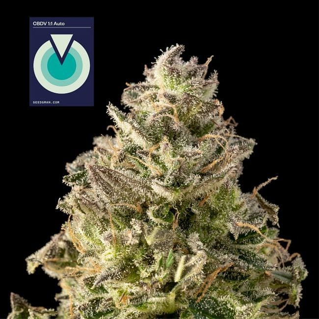 CBDV 1:1 Auto Feminised Seeds