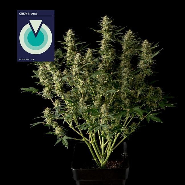 CBDV 1:1 Auto Feminised Seeds