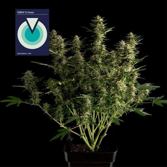 CBDV 1:1 Auto Feminised Seeds