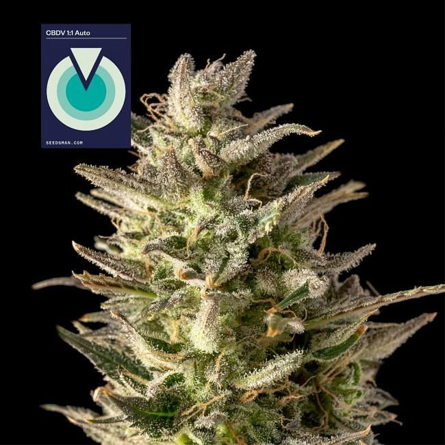 CBDV 1:1 Auto Feminised Seeds