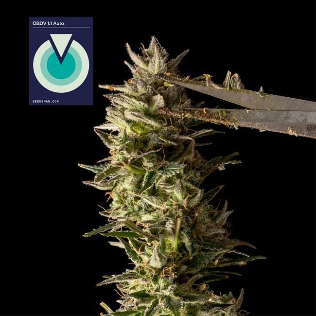 CBDV 1:1 Auto Feminised Seeds