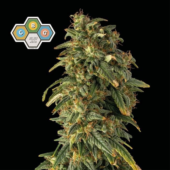 CBG Relief Auto Feminised Seeds