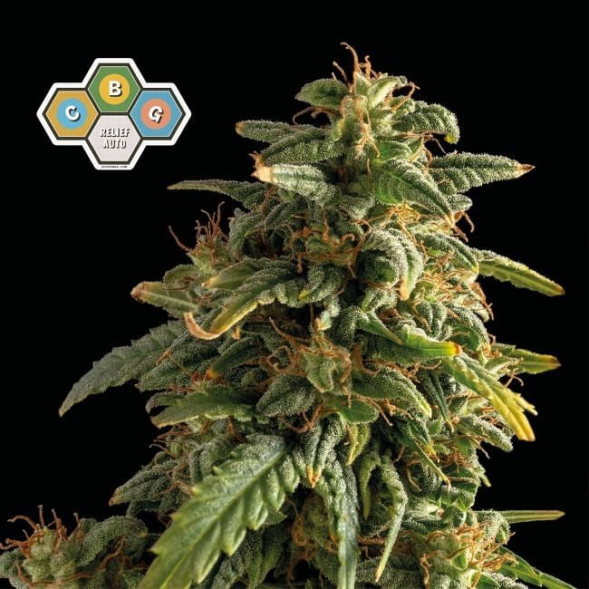 CBG Relief Auto Feminised Seeds