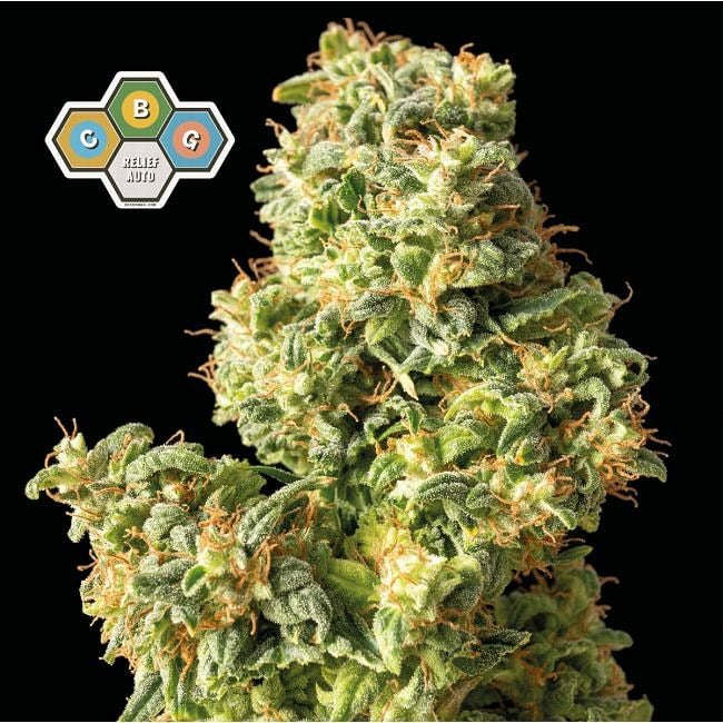 CBG Relief Auto Feminised Seeds