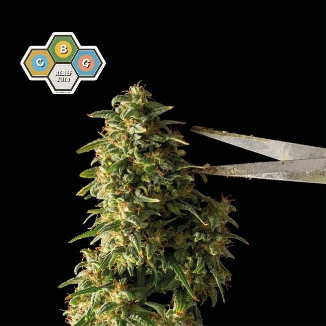 CBG Relief Auto Feminised Seeds