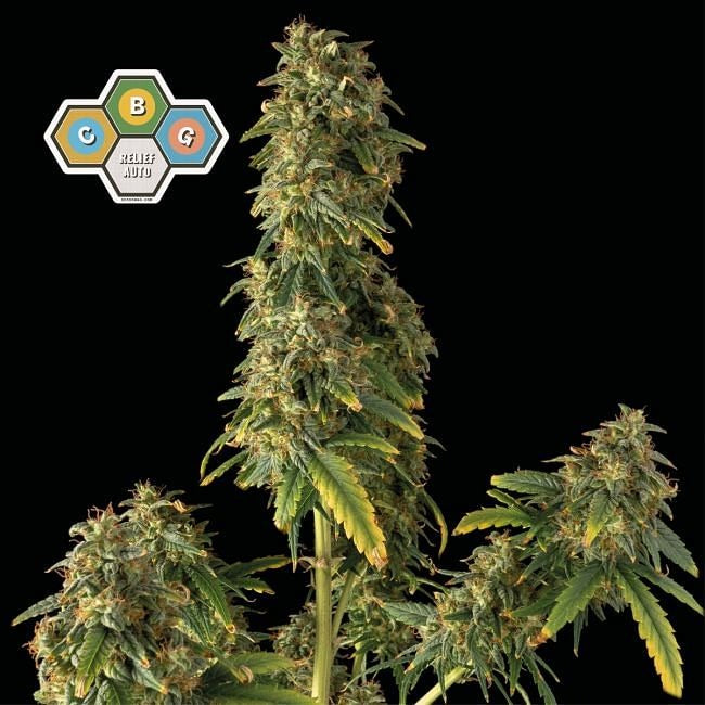 CBG Relief Auto Feminised Seeds