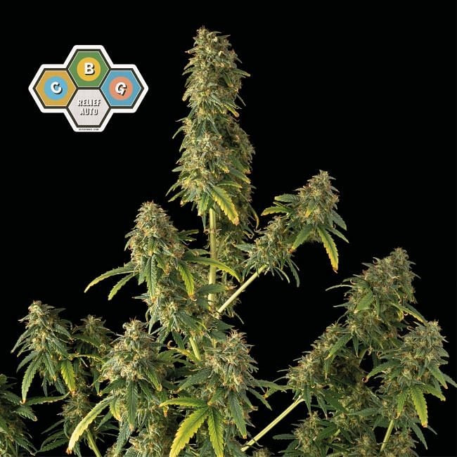 CBG Relief Auto Feminised Seeds